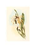 Eriocnemis Cupreiventris (Coppery Vented Puff Leg)-Richter & Gould-Giclee Print