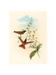 Ramphomicron Microrhyncha (Small Billed Thornbill), Colored Lithograph-Richter & Gould-Framed Giclee Print