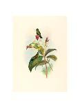 Eriocnemis Cupreiventris (Coppery Vented Puff Leg)-Richter & Gould-Giclee Print