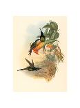 Excalftoria Minima (Blue-Breasted Quail), Colored Lithograph-Richter & Gould-Framed Giclee Print