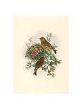 Eriocnemis Cupreiventris (Coppery Vented Puff Leg)-Richter & Gould-Giclee Print