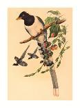 Excalftoria Minima (Blue-Breasted Quail), Colored Lithograph-Richter & Gould-Mounted Giclee Print