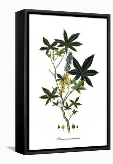 Ricinus Communis, Flora Graeca-Ferdinand Bauer-Framed Premier Image Canvas