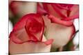 Premium Photographic Print