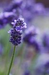 Lavender in the Backyard, Keizer, Oregon, USA-Rick A Brown-Photographic Print