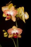 USA, Oregon, Keizer, Cultivated Orchid-Rick A Brown-Photographic Print