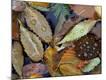 Premium Photographic Print