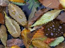 Floating Autumn Leaves are Seen in a Koi Pond-Rick Bowmer-Photographic Print