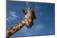 Photographic Print