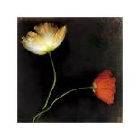 White Tulipa I-Rick Filler-Giclee Print