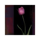 Red Tulip I-Rick Filler-Giclee Print