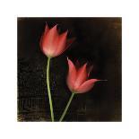 Red Tulip II-Rick Filler-Framed Giclee Print