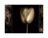 White Tulipa II-Rick Filler-Giclee Print