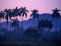 Palm Trees at Yumuri Valley at Sunset, Matanzas, Cuba-Rick Gerharter-Framed Premier Image Canvas