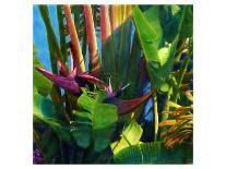 Palm Impressions 04-Rick Novak-Art Print