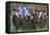 Riders and Racehorses Galloping around Racecourse-null-Framed Premier Image Canvas