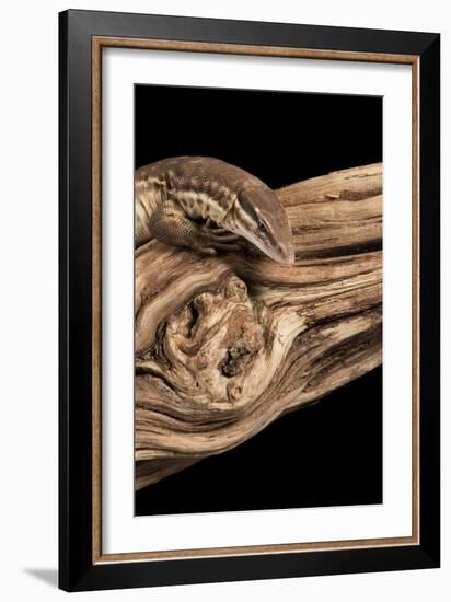 Ridge Tailed Monitor (Spiny Tailed Monitor) (Varanus acanthus), captive, Australia, Pacific-Janette Hill-Framed Photographic Print