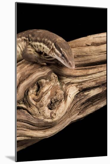 Ridge Tailed Monitor (Spiny Tailed Monitor) (Varanus acanthus), captive, Australia, Pacific-Janette Hill-Mounted Photographic Print