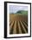 Ridged Soil in Ploughed Field, Somerset, England, United Kingdom-Roy Rainford-Framed Photographic Print