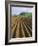 Ridged Soil in Ploughed Field, Somerset, England, United Kingdom-Roy Rainford-Framed Photographic Print