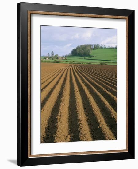 Ridged Soil in Ploughed Field, Somerset, England, United Kingdom-Roy Rainford-Framed Photographic Print