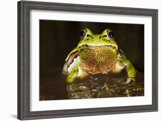 Ridged Tree Frog (Hyla Plicata), Milpa Alta Forest, Mexico, September-Claudio Contreras Koob-Framed Photographic Print