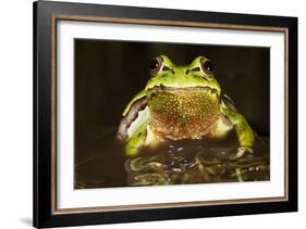 Ridged Tree Frog (Hyla Plicata), Milpa Alta Forest, Mexico, September-Claudio Contreras Koob-Framed Photographic Print