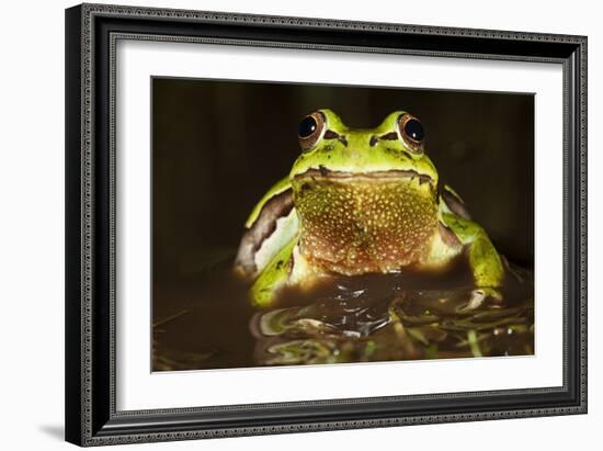 Ridged Tree Frog (Hyla Plicata), Milpa Alta Forest, Mexico, September-Claudio Contreras Koob-Framed Photographic Print