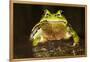 Ridged Tree Frog (Hyla Plicata), Milpa Alta Forest, Mexico, September-Claudio Contreras Koob-Framed Premier Image Canvas