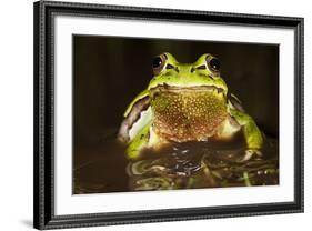 Ridged Tree Frog (Hyla Plicata), Milpa Alta Forest, Mexico, September-Claudio Contreras Koob-Framed Photographic Print