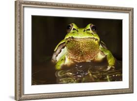 Ridged Tree Frog (Hyla Plicata), Milpa Alta Forest, Mexico, September-Claudio Contreras Koob-Framed Photographic Print