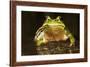 Ridged Tree Frog (Hyla Plicata), Milpa Alta Forest, Mexico, September-Claudio Contreras Koob-Framed Photographic Print