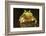 Ridged Tree Frog (Hyla Plicata), Milpa Alta Forest, Mexico, September-Claudio Contreras Koob-Framed Photographic Print