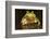 Ridged Tree Frog (Hyla Plicata), Milpa Alta Forest, Mexico, September-Claudio Contreras Koob-Framed Photographic Print