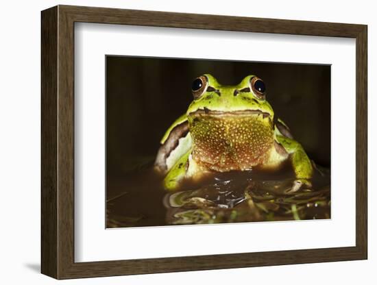 Ridged Tree Frog (Hyla Plicata), Milpa Alta Forest, Mexico, September-Claudio Contreras Koob-Framed Photographic Print