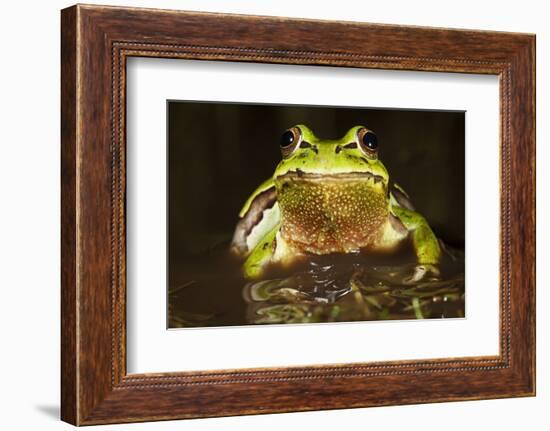 Ridged Tree Frog (Hyla Plicata), Milpa Alta Forest, Mexico, September-Claudio Contreras Koob-Framed Photographic Print