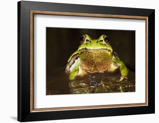 Ridged Tree Frog (Hyla Plicata), Milpa Alta Forest, Mexico, September-Claudio Contreras Koob-Framed Photographic Print