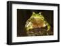 Ridged Tree Frog (Hyla Plicata), Milpa Alta Forest, Mexico, September-Claudio Contreras Koob-Framed Photographic Print