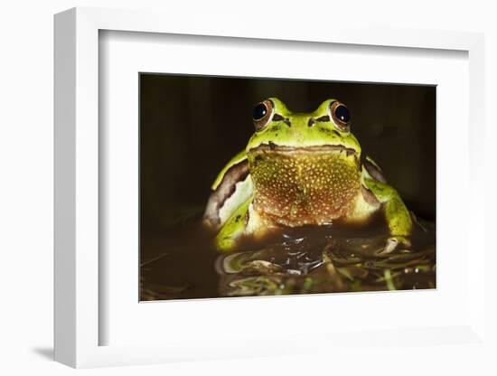 Ridged Tree Frog (Hyla Plicata), Milpa Alta Forest, Mexico, September-Claudio Contreras Koob-Framed Photographic Print