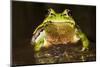 Ridged Tree Frog (Hyla Plicata), Milpa Alta Forest, Mexico, September-Claudio Contreras Koob-Mounted Photographic Print