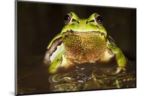 Ridged Tree Frog (Hyla Plicata), Milpa Alta Forest, Mexico, September-Claudio Contreras Koob-Mounted Photographic Print