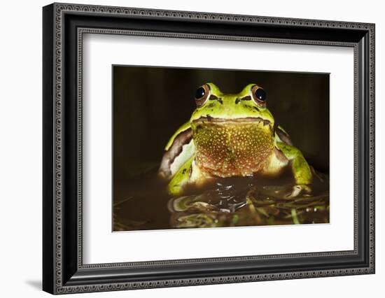 Ridged Tree Frog (Hyla Plicata), Milpa Alta Forest, Mexico, September-Claudio Contreras Koob-Framed Photographic Print