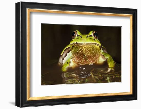 Ridged Tree Frog (Hyla Plicata), Milpa Alta Forest, Mexico, September-Claudio Contreras Koob-Framed Photographic Print