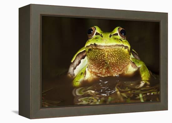 Ridged Tree Frog (Hyla Plicata), Milpa Alta Forest, Mexico, September-Claudio Contreras Koob-Framed Premier Image Canvas