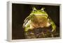 Ridged Tree Frog (Hyla Plicata), Milpa Alta Forest, Mexico, September-Claudio Contreras Koob-Framed Premier Image Canvas