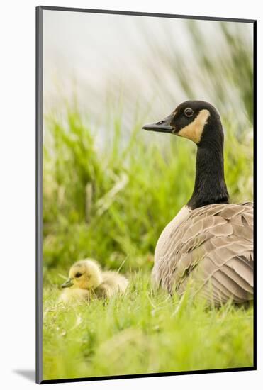 Ridgefield National Wildlife Refuge, Washington State, USA. Canada goose mother and chick.-Janet Horton-Mounted Photographic Print