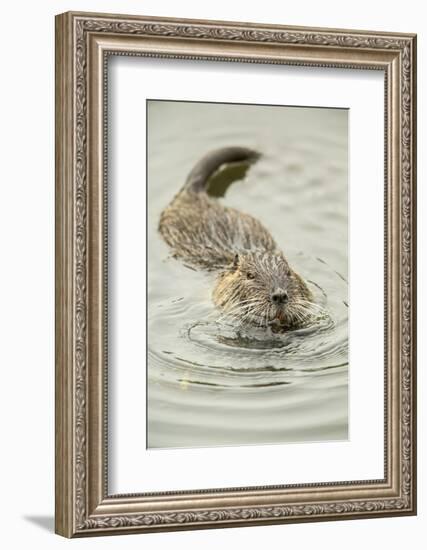 Ridgefield, WA. Nutria swimming in Ridgefield National Wildlife Refuge. Coypu-Janet Horton-Framed Photographic Print