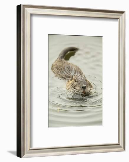 Ridgefield, WA. Nutria swimming in Ridgefield National Wildlife Refuge. Coypu-Janet Horton-Framed Photographic Print