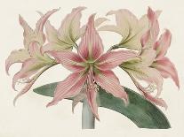Antique Botanical Collection VI-Ridgeway-Art Print