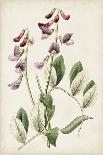 Antique Botanical Collection IX-Ridgeway-Art Print